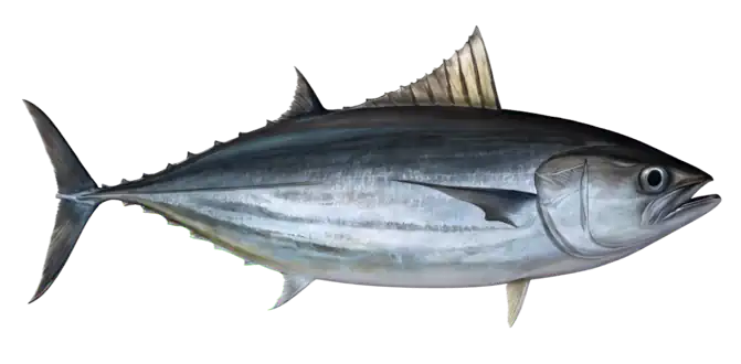 Skipjack Tuna