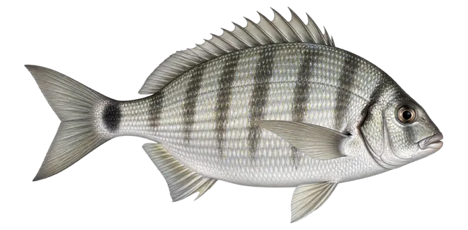 White seabream
