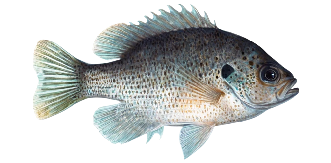Spotted Sunfish