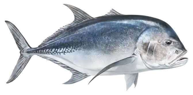 Giant Trevally