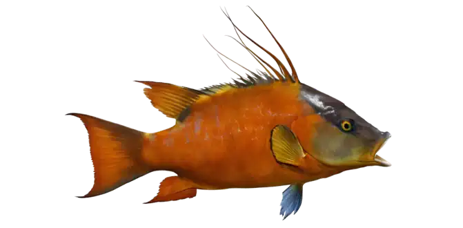 Hogfish