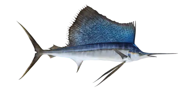 Sailfish