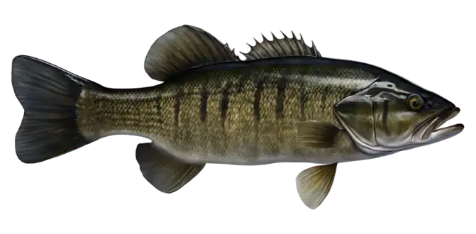 Shoal Bass
