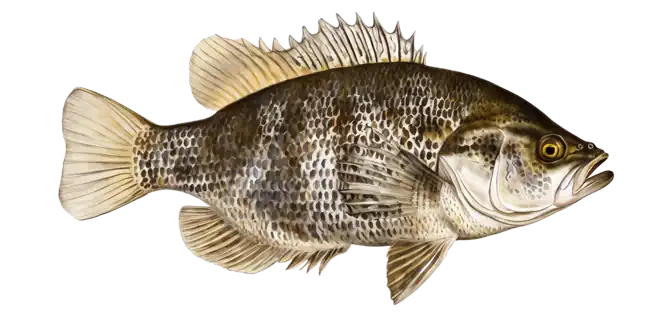 Sacramento Perch