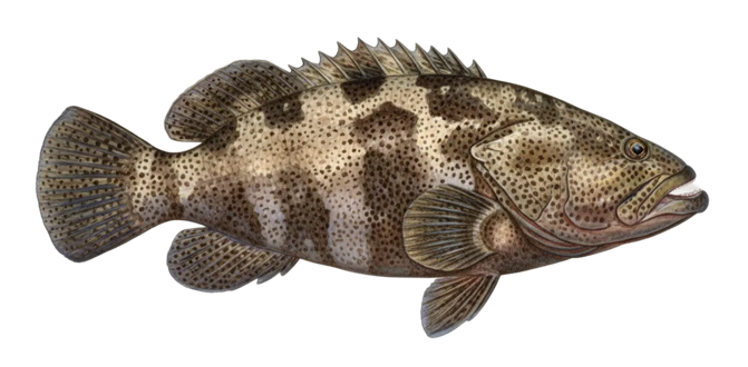 Malabar grouper