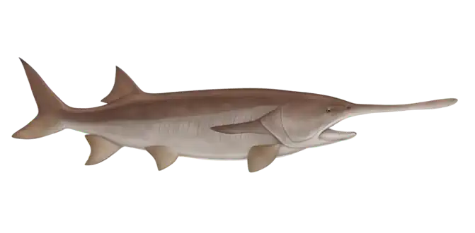Paddlefish