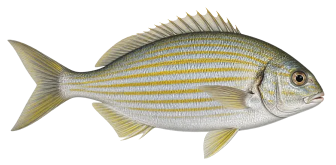Salema