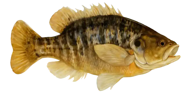 Warmouth