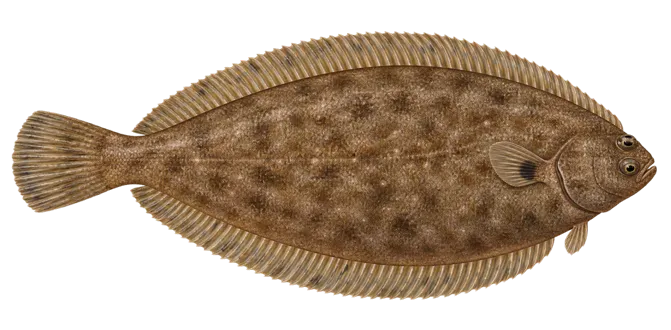 Common sole