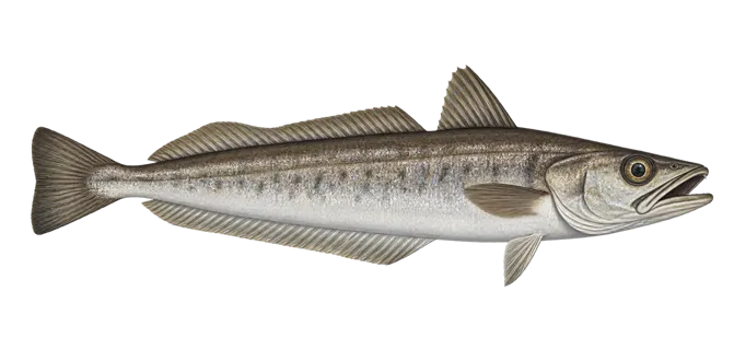 European hake