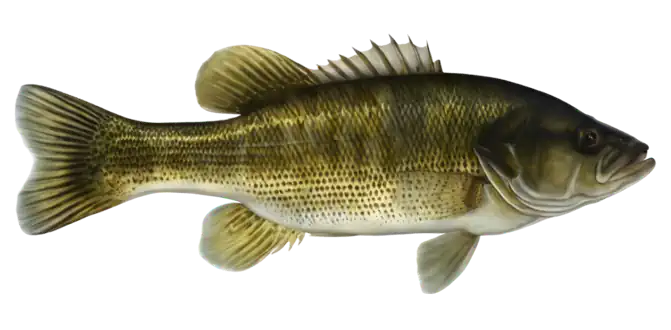 Guadalupe Bass