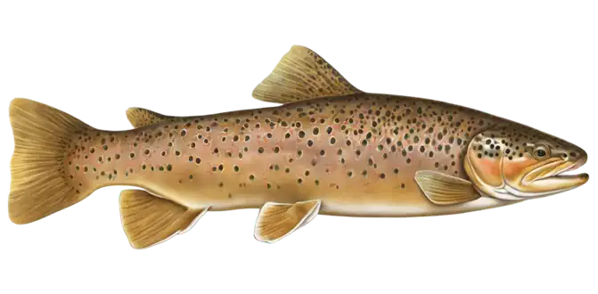 Brown Trout