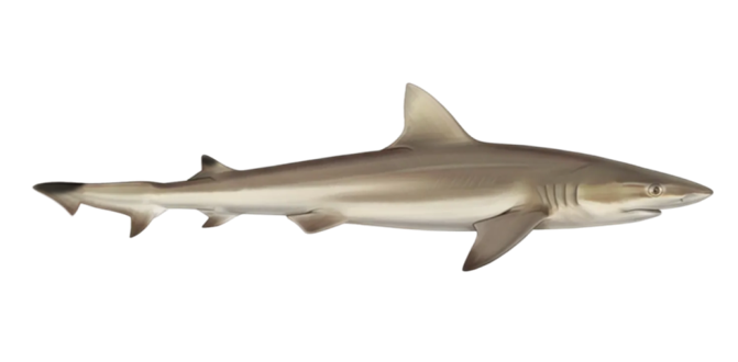 Dusky smooth-hound