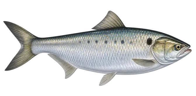 Allis shad