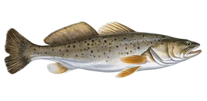 Spotted Seatrout