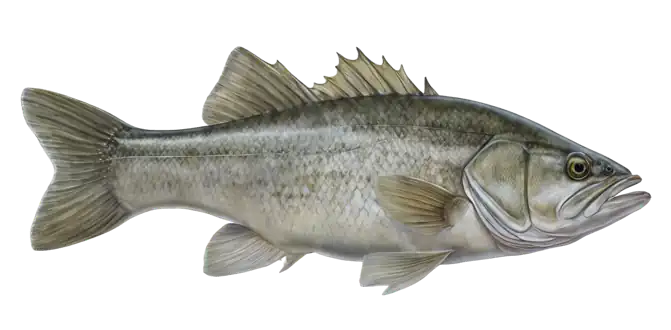Whiterock Bass