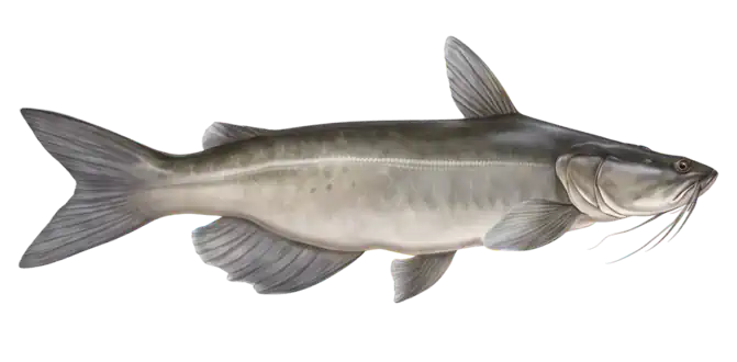 Channel Catfish