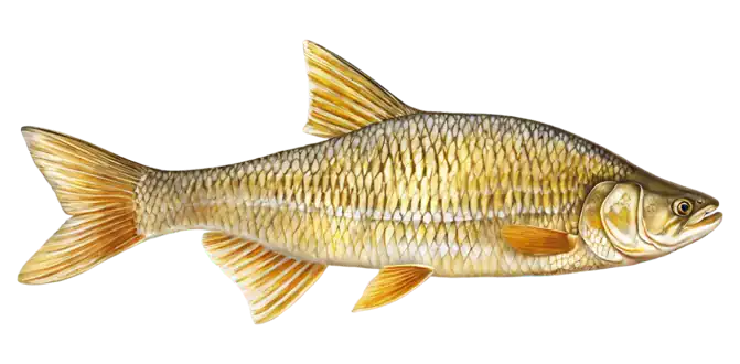 Golden Shiner