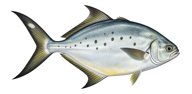 Pompano