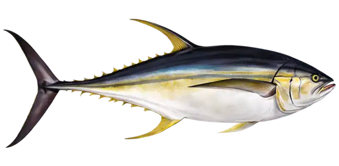 Yellowfin Tuna