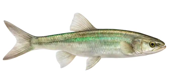 Emerald Shiner