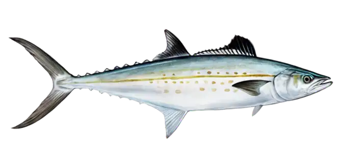 Cero Mackerel
