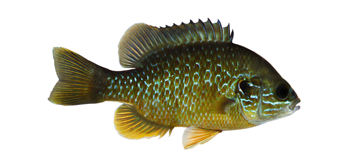 Greengill sunfish