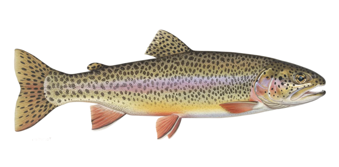 Coastal cutthroat trout
