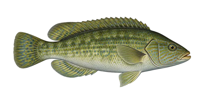 Green wrasse