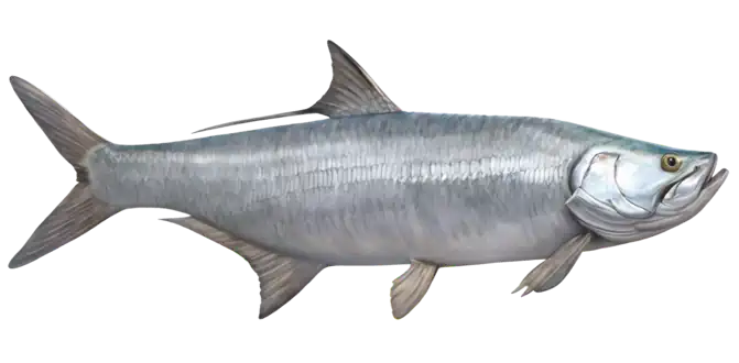 Tarpon