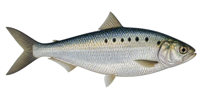 Twaite shad
