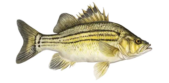 Yellow Bass