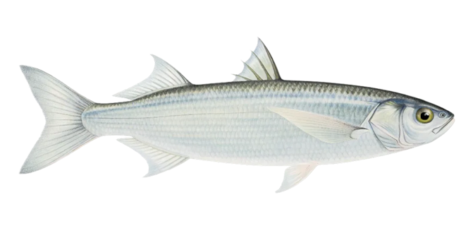 Yellow-eye mullet