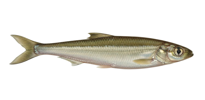 Argentinian silverside