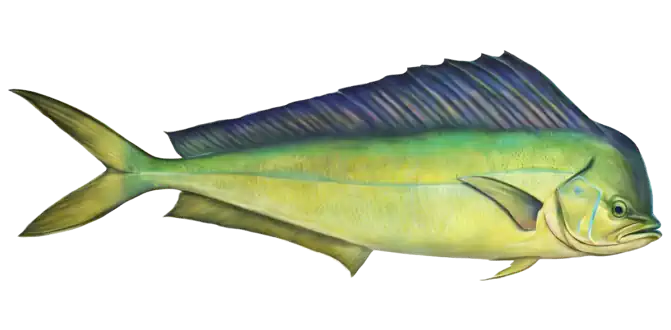 Dolphinfish