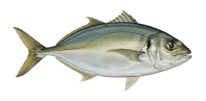 White trevally