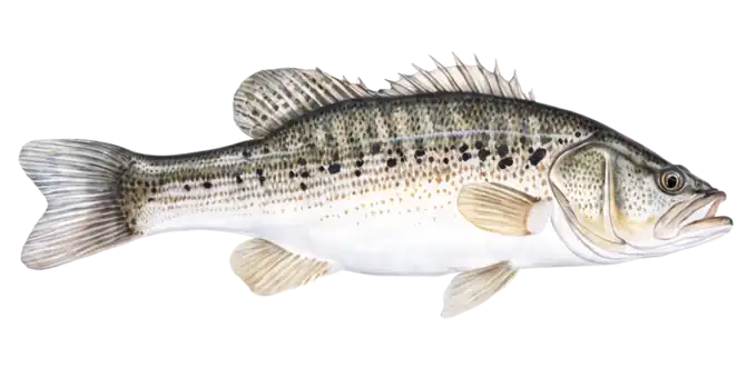 Spotted Bass