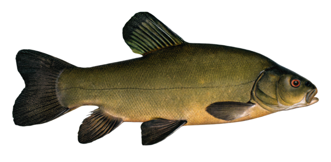 Tench