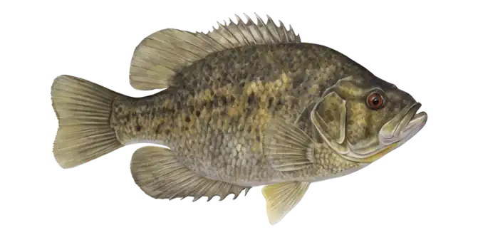 Rock Bass