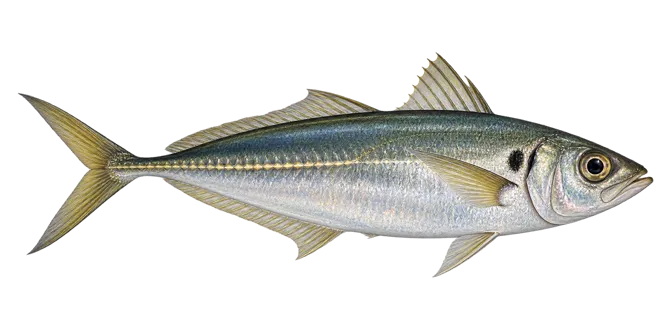 Atlantic horse mackerel
