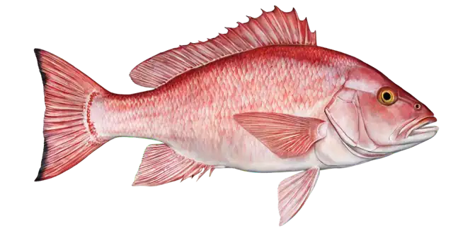 Red Snapper
