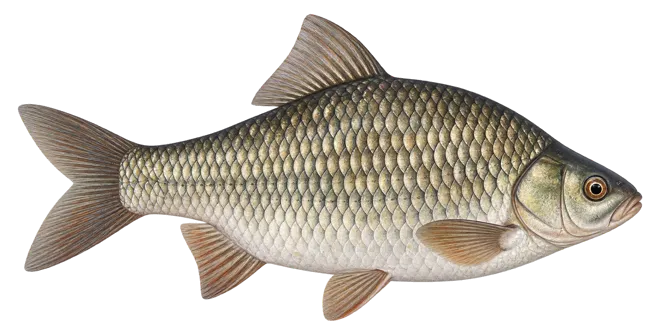 Prussian carp