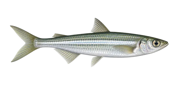 Sand smelt