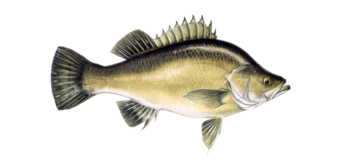 Golden perch