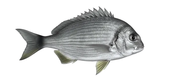 Saddled seabream