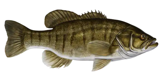 Smallmouth Bass