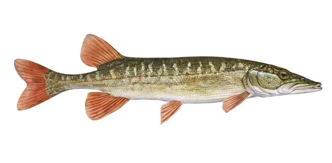 Redfin Pickerel