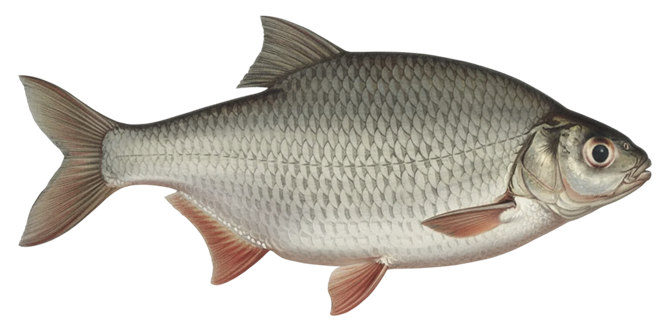 Silver bream