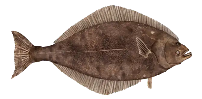 Pacific Halibut