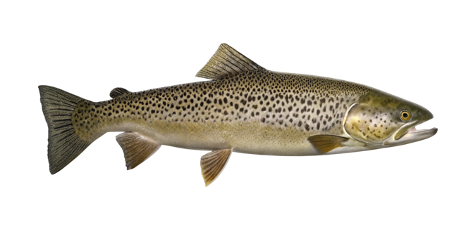 Lacustrine trout